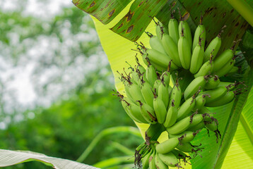 bunch of unripe banana on the tree