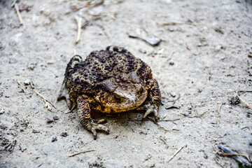 Common toad (Bufo bufo) closeup .