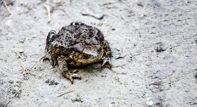Common toad (Bufo bufo) closeup .