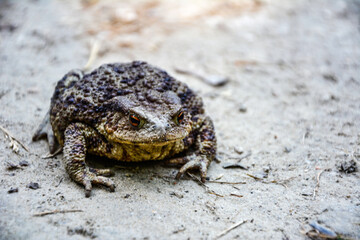 Common toad (Bufo bufo) closeup .