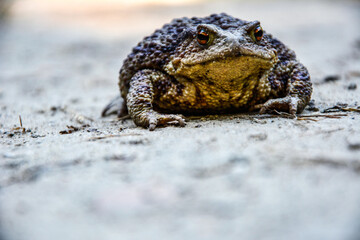 Common toad (Bufo bufo) closeup .