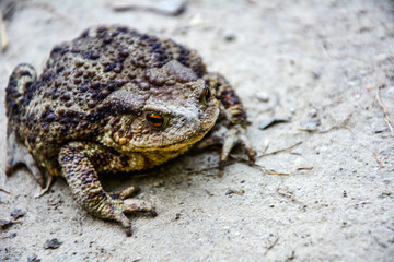Common toad (Bufo bufo) closeup .