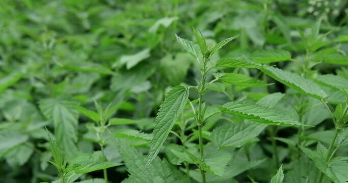 Nettle. Nettle with green leaves. Nettle plants grow in the ground. Medical concept, medicinal plant. High quality 4k footage
