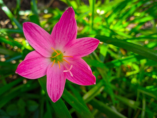 pink flower in the garden