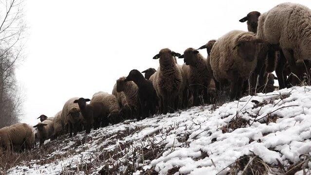An extreme low angle of sheep grazing in a snowy field. some of them are stopping out of curiosity and looking suspiciously towards the camera.