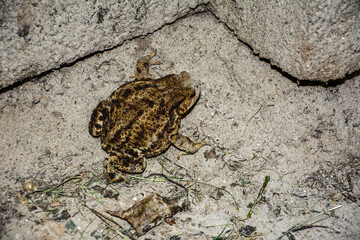 Common toad (Bufo bufo) closeup .