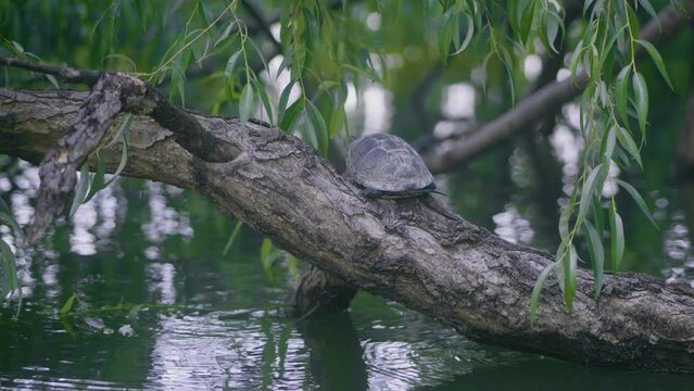 Static wide shot with a  turtle (Emys orbicularis) seen from the back,  sitting on a willow over a green lake