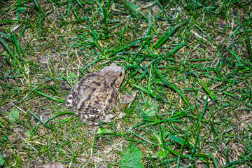 Common toad (Bufo bufo) closeup .