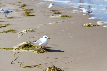 Seagulls on the beach of the Baltic Sea looking for food