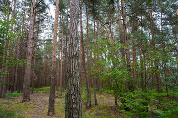 Tall pine tree trunks in the middle of woodland