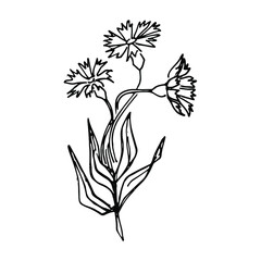 Cornflower black ink vector sketches. Hand drawn doodles vector