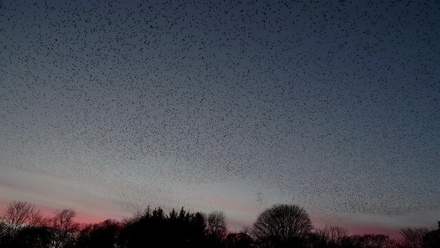 Starling murmuration against the winter evening sky just after sunset