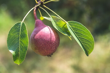 Ripe red pear on tree branch. Organic cultivar pears in natural environment. Crop of fruits in summer garden on a sunny day.