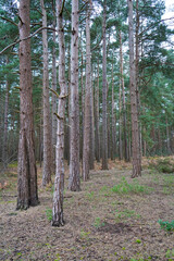 Obraz premium Tall pine tree trunks in the middle of woodland