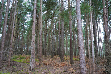Tall pine tree trunks in the middle of woodland