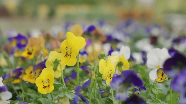 static shot of a plot of pansies. The flowers are yellow, dark blue and white.