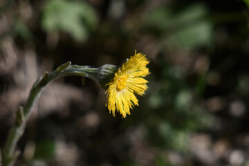 Flower Tussilago close-up. Small yellow petals on a dark natural background.