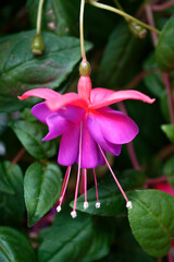 The blossoms and fruit of a hanging Fuchsia plant. Spring in Windsor in Upstate NY. Plant hanging...