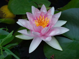 pink water lily in pond