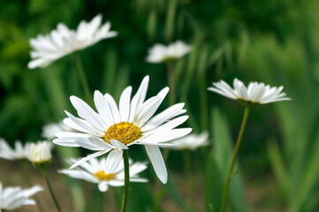 Daisies bloom in a wild field, white flowers among lush greenery, summer mood