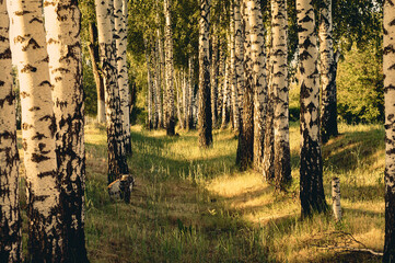 Summer evening in a birch grove, the sun is setting and illuminates a lot of birches, green grass grows between the trees, a beautiful summer landscape