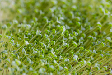 Sprouted chia seed at home garden