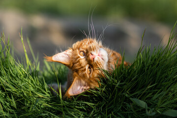 Domowy kot maine coon w trawie. 