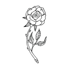 Hand drawn rose, line art. Vector doodle illustration