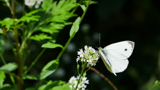 A white butterfly on a white flower eats nectar..
