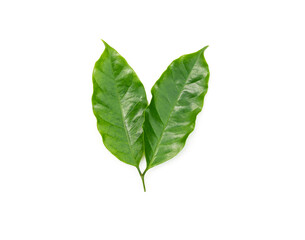 Fresh Green Coffee Leaves Isolated on White Background