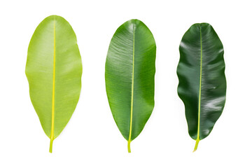 Obraz premium green leaves isolated on a white background