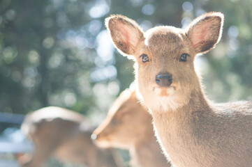 奈良 春日大社に住む野生の鹿