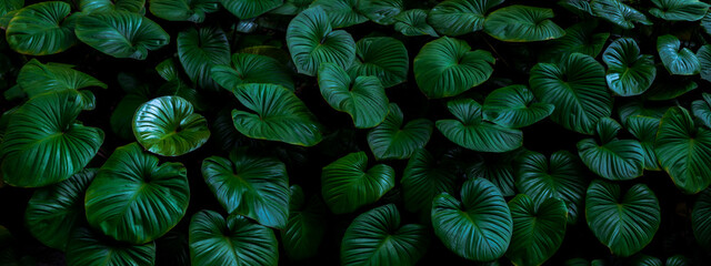 Dark green tropical leaf group background panoramic background concept of nature