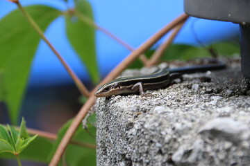 A lizard sunning on a rock