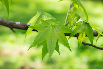 Sycamore maple leaves in the forest in spring
