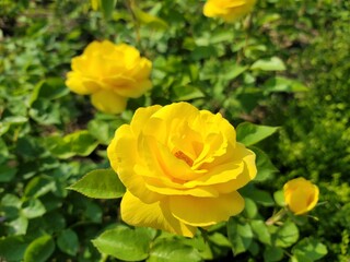 노란장미의 클로즈업