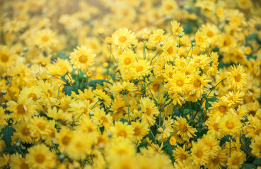 Beautiful bright orange and yellow chrysanthemum flower on the background of other chrysanthemum flowers (shallow DOF, selective focus on the chrysanthemum petals)