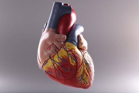 Anatomy of human heart on gray background