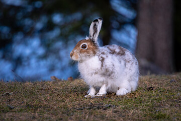 Mountain hare in winter coat (Lepus timidus)