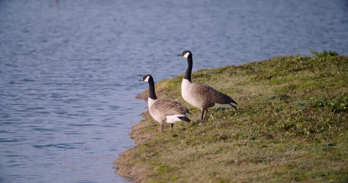 Two Canadian Geese Branta canadensis migratory species resting at wetland centre