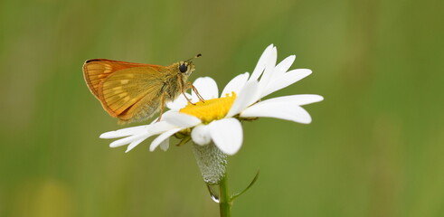 Large Skipper butterfly on an ox-eye daisy, Surrey
