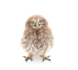 One small owl.