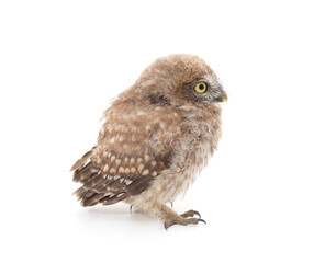 Naklejka premium One small owl.