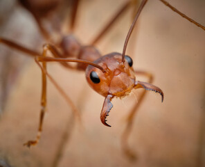 Asian Weaver Ant Oecophylla smaragdina