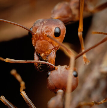 Asian Weaver Ant Oecophylla Smaragdina