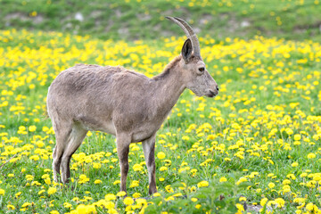 Female alpine ibex grazing on the meadow.