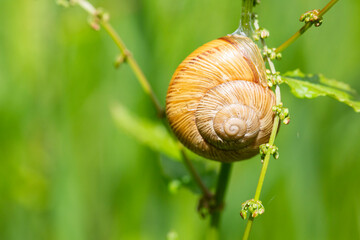 Snail Helix pomatia on the stem of a plant in the garden on a sunny day, selective focus.