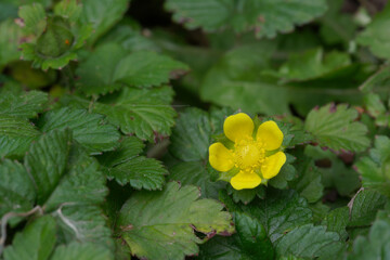 Fleur jaune de fraisier des Indes (Potentilla indica)