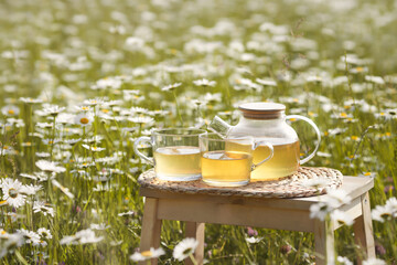 Chamomile flowers field and herbal tea in transparent teapot with two glass cup on wooden table 