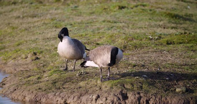 Two Canadian Geese Branta canadensis migratory species preening wetlands